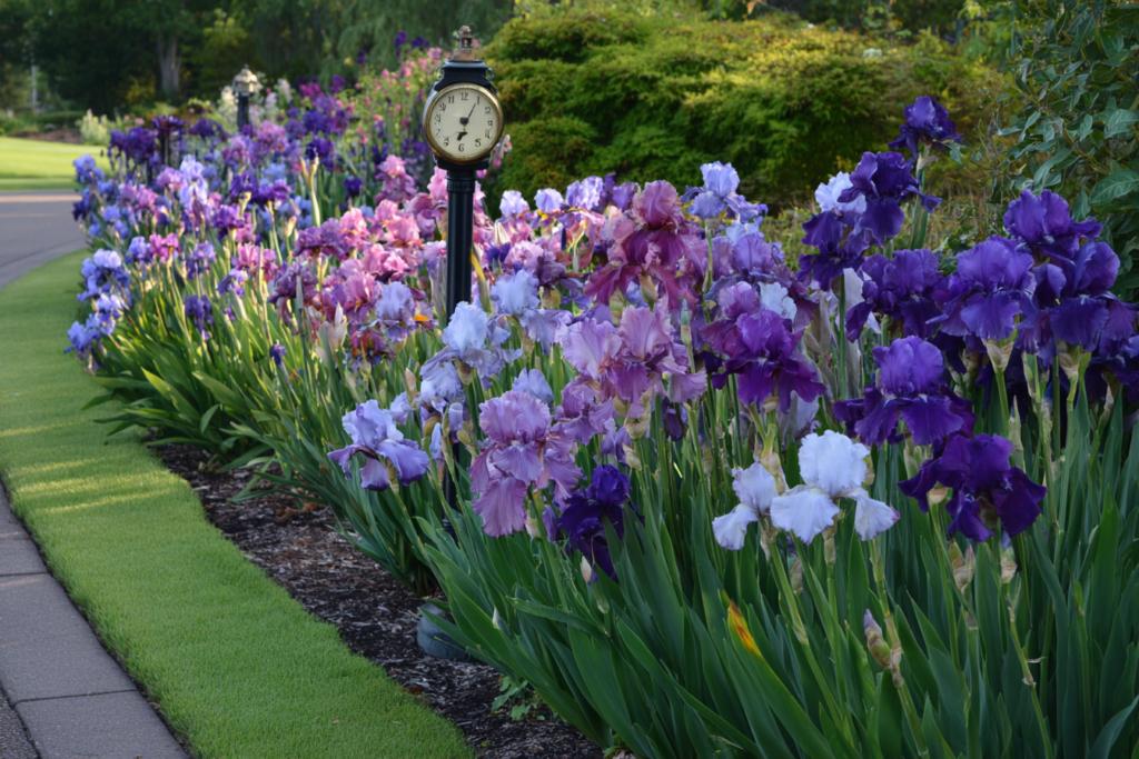 GenAI Image of Irises with a distorted clock on a lamppost